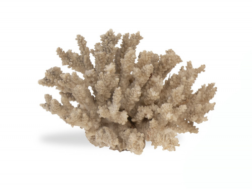 Coral de tipo "Millefora" gris, antiguo.Mares del Sur.