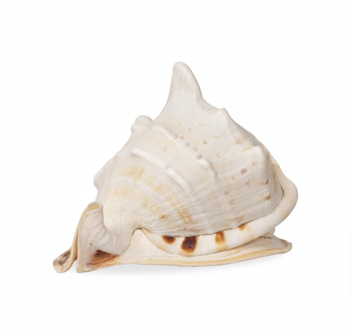 Concha para molusco.