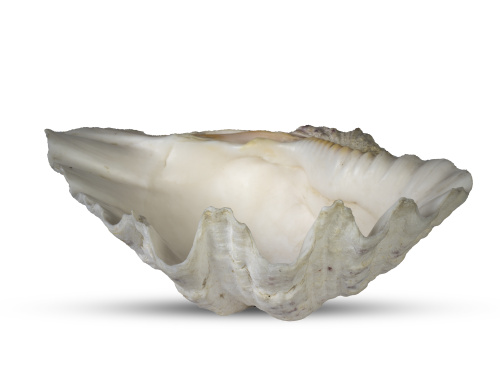 Tridagna o concha de los mares del sur.