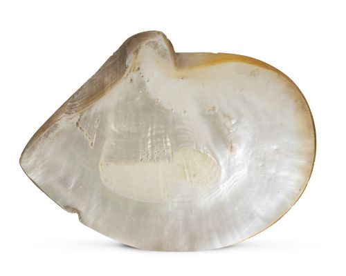 Concha de molusco de nácar.