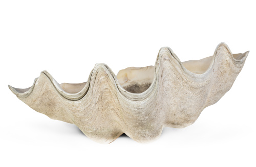 Tridacna o Concha de los Mares del Sur.