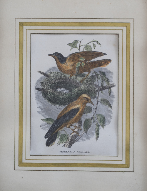 ESCUELA ESPAÑOLA, SIGLO XIXOropéndola amarilla