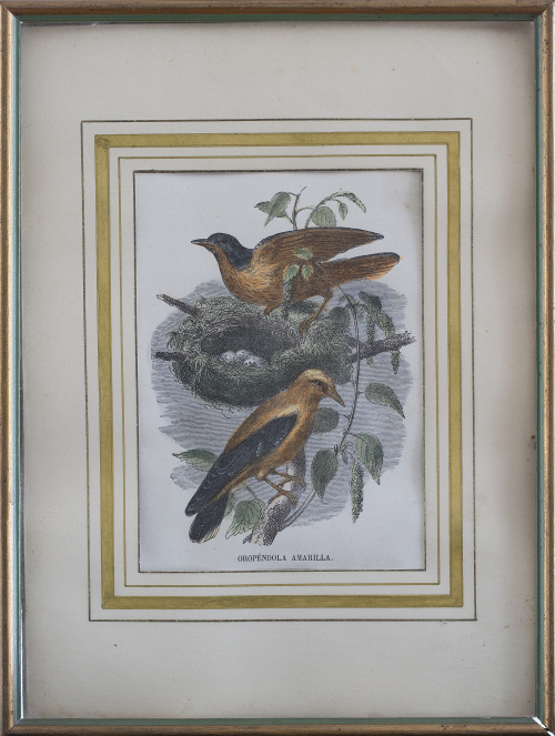 ESCUELA ESPAÑOLA, SIGLO XIXOropéndola amarilla