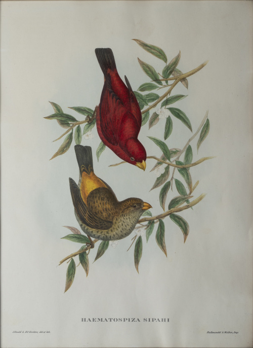 JOHN GOULD Y H. C. RICHTER (del y lith)Pájaros: "Haematos