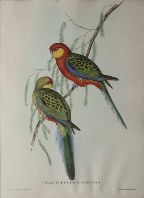 JOHN GOULD Y H. C. RICHTER (del y lith)Pájaros: "Haematos