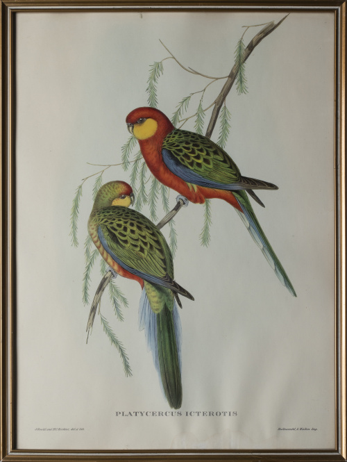 JOHN GOULD Y H. C. RICHTER (del y lith)Pájaros: "Haematos