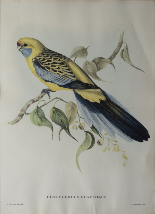 JOHN GOULD Y H. C. RICHTER (del y lith)Pájaros: "Haematos