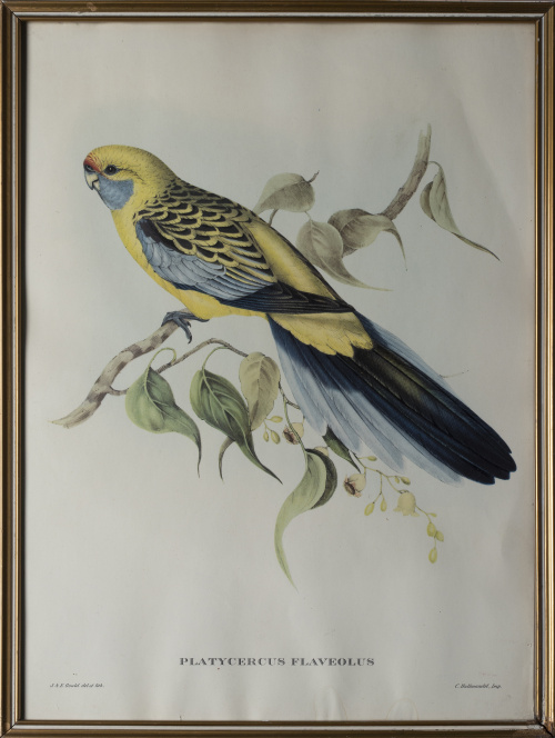 JOHN GOULD Y H. C. RICHTER (del y lith)Pájaros: "Haematos