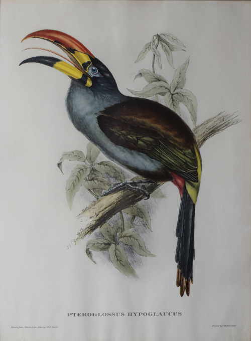 JOHN GOULD Y H. C. RICHTER (del y lith)Pájaros: "Haematos