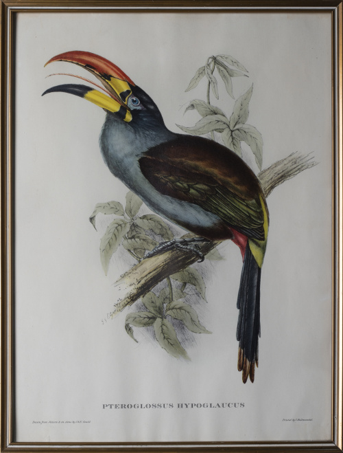 JOHN GOULD Y H. C. RICHTER (del y lith)Pájaros: "Haematos