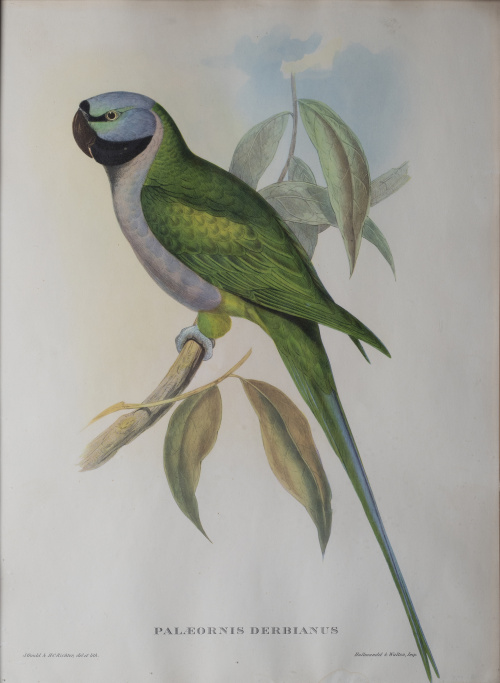 JOHN GOULD Y H. C. RICHTER (del y lith)Pájaros: "Haematos