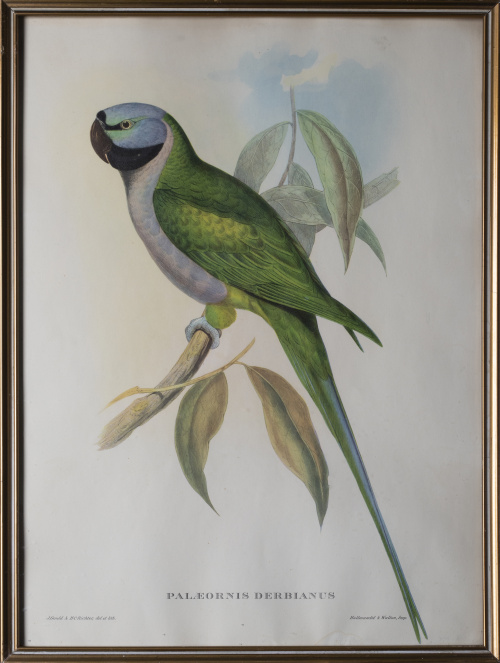 JOHN GOULD Y H. C. RICHTER (del y lith)Pájaros: "Haematos