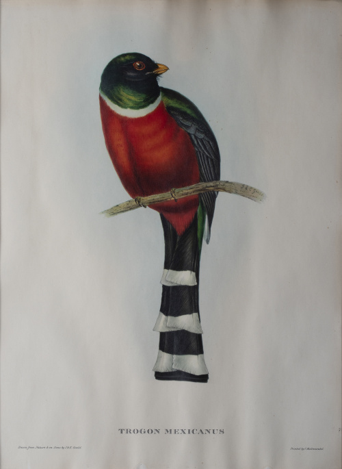 JOHN GOULD Y H. C. RICHTER (del y lith)Pájaros: "Haematos