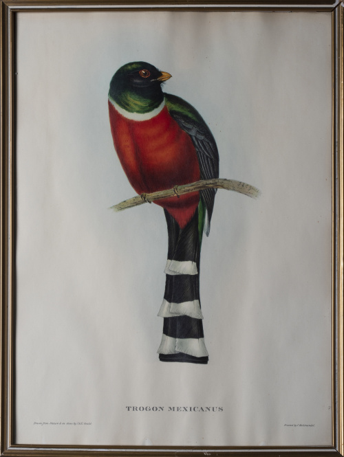 JOHN GOULD Y H. C. RICHTER (del y lith)Pájaros: "Haematos