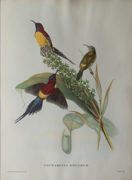 JOHN GOULD Y H. C. RICHTER (del y lith)Pájaros: "Haematos