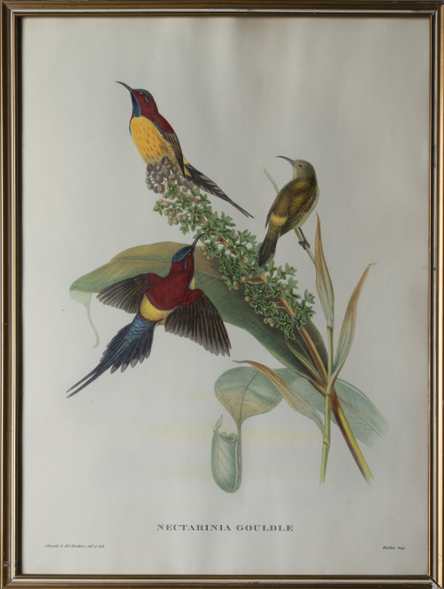 JOHN GOULD Y H. C. RICHTER (del y lith)Pájaros: "Haematos