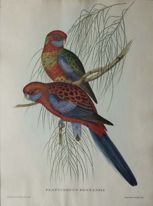 JOHN GOULD Y H. C. RICHTER (del y lith)Pájaros: "Haematos