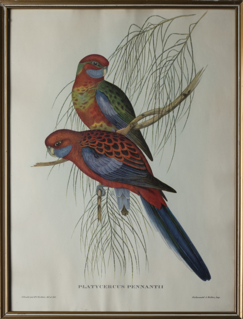 JOHN GOULD Y H. C. RICHTER (del y lith)Pájaros: "Haematos