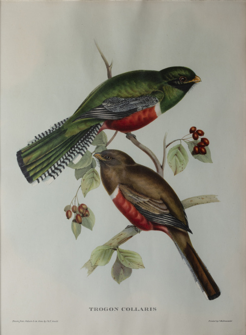 JOHN GOULD Y H. C. RICHTER (del y lith)Pájaros: "Haematos