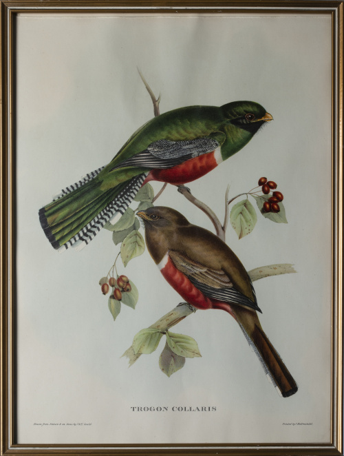 JOHN GOULD Y H. C. RICHTER (del y lith)Pájaros: "Haematos