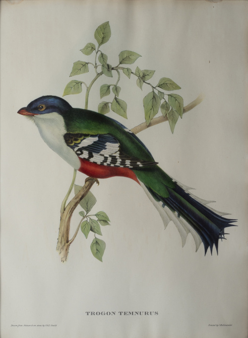 JOHN GOULD Y H. C. RICHTER (del y lith)Pájaros: "Haematos