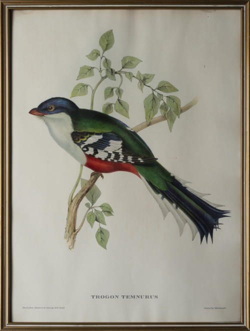JOHN GOULD Y H. C. RICHTER (del y lith)Pájaros: "Haematos