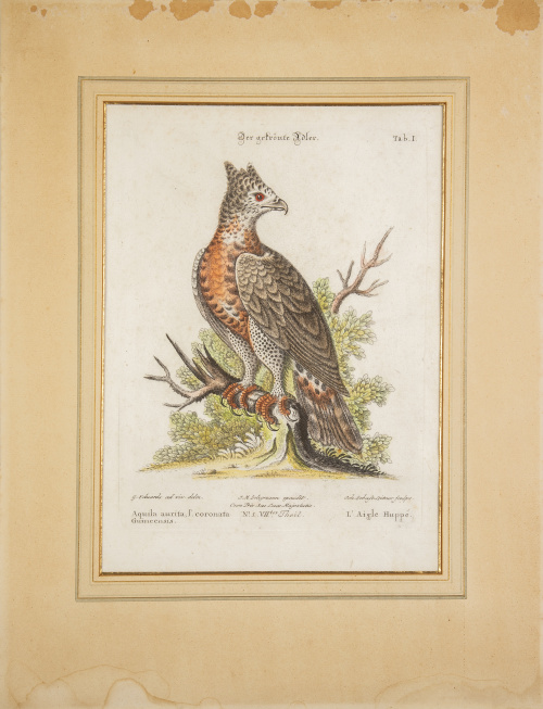 GEORG EDWARDS  (Stratford, Essex, Gran Bretaña, 1693-Plaist