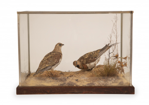 Pareja de gangas.Trabajo de taxidermia. Firmado.V. Gama