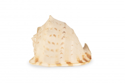 Concha blanca de molusco.