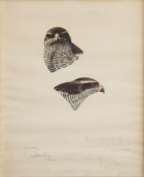 JOSECHU LALANDA, SIGLO XXEstudio de águila