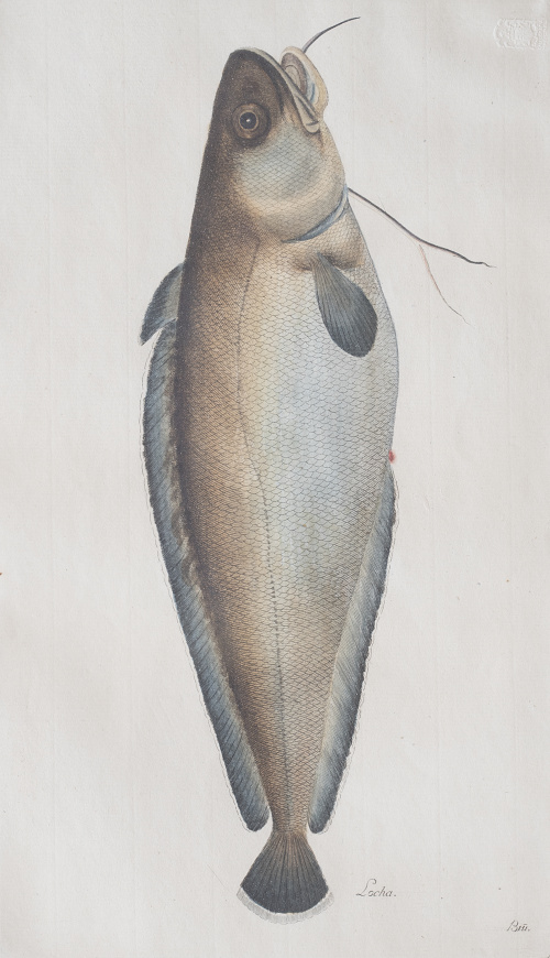 JUAN BAUTISTA BRU DE RAMON (1740-1799) Conjunto de seis p