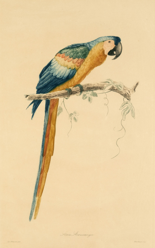 EDOUARD TRAVIES (1809-1876)Loros