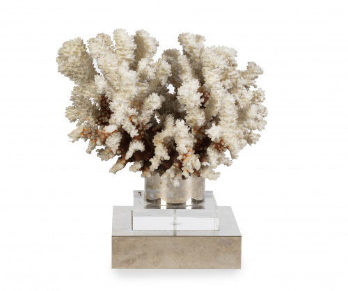 Coral blanco sobre peana de metacrilato.