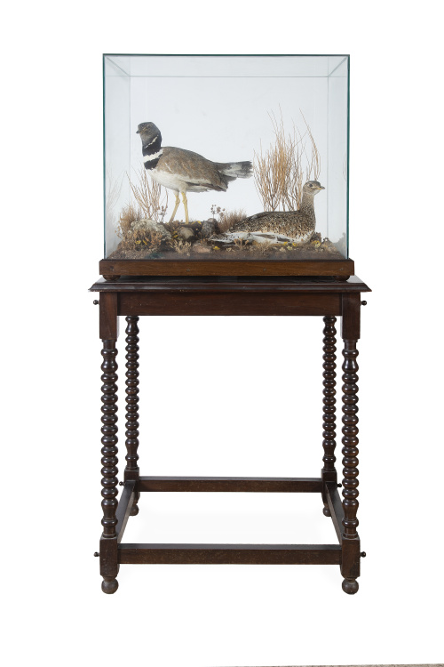 José María Benedito (1873-1951)*.Sisón común, macho y hem