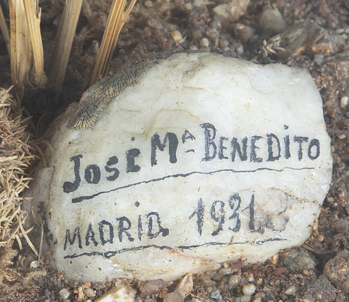 José María Benedito (1873-1951)*.Sisón común, macho y hem