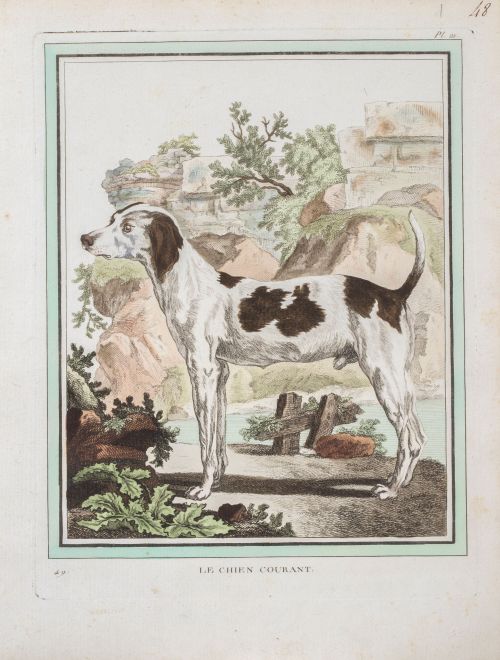 GEORGE- LOUIS LECLERC DE BUFFON (1707-1788)Perros