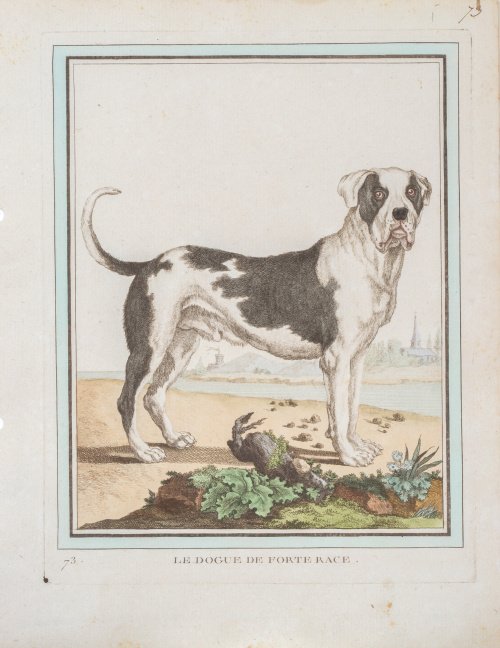 GEORGE- LOUIS LECLERC DE BUFFON (1707-1788)Perros