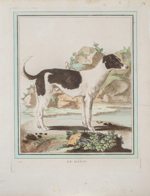 GEORGE- LOUIS LECLERC DE BUFFON (1707-1788)Perros