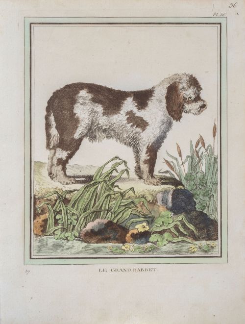 GEORGE- LOUIS LECLERC DE BUFFON (1707-1788)Perros