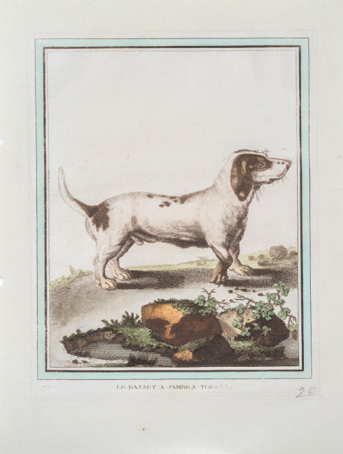 GEORGE- LOUIS LECLERC DE BUFFON (1707-1788)Perros