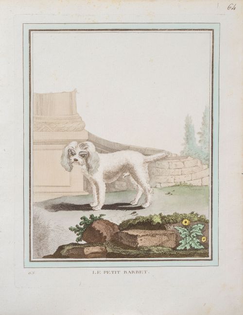 GEORGE- LOUIS LECLERC DE BUFFON (1707-1788)Perros