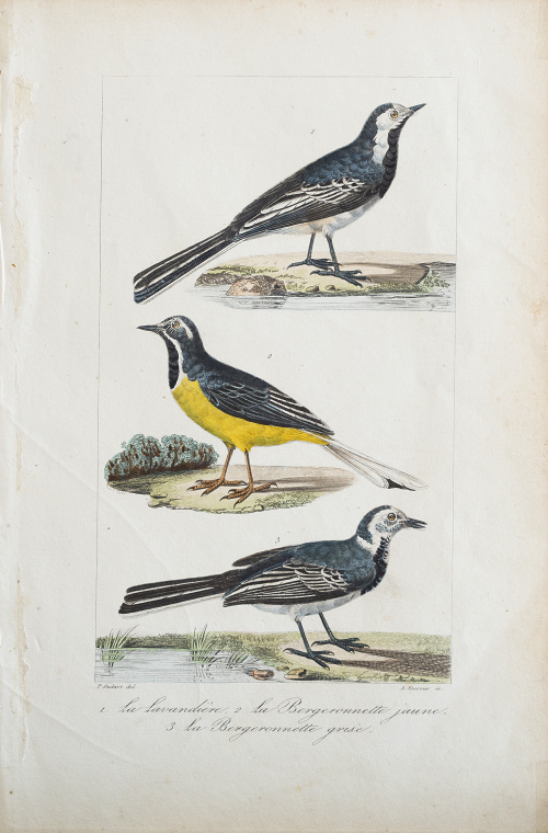 GEORGES LOUIS LECLERC, CONDE DE BUFFON  (1707-1788) y EDOUA