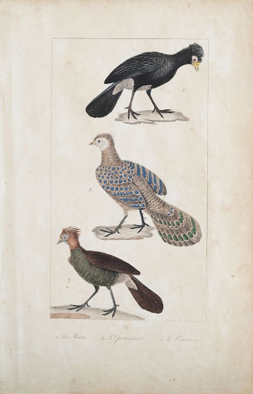 GEORGES LOUIS LECLERC, CONDE DE BUFFON  (1707-1788) y EDOUA