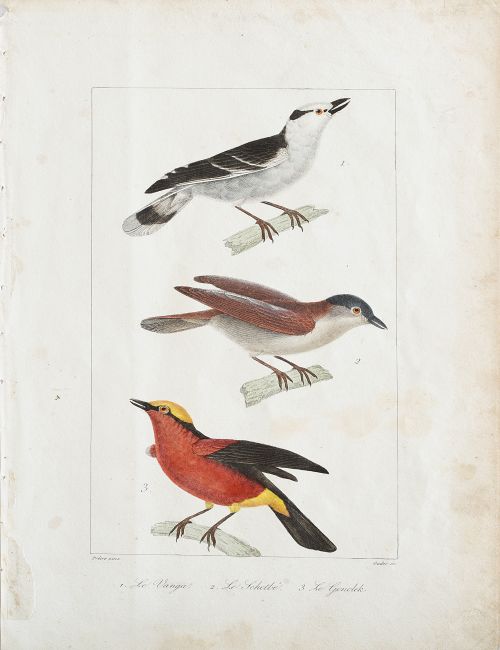 GEORGES LOUIS LECLERC, CONDE DE BUFFON  (1707-1788) y EDOUA