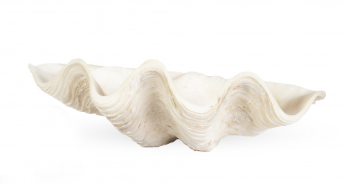 Tridacna o concha de los Mares del Sur.