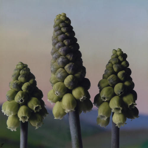 LETICIA FELGUEROSO (Madrid, 1963)Lote de cinco bodegones