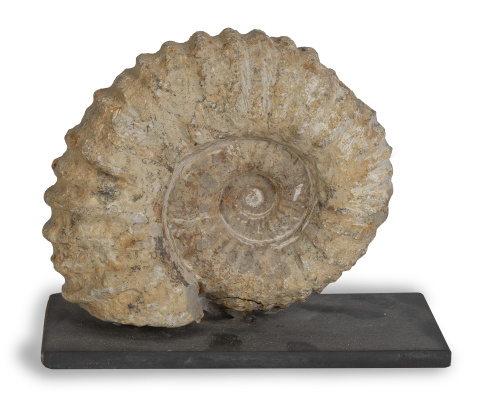 Fósil de Ammonites, período cretáceo inferior.