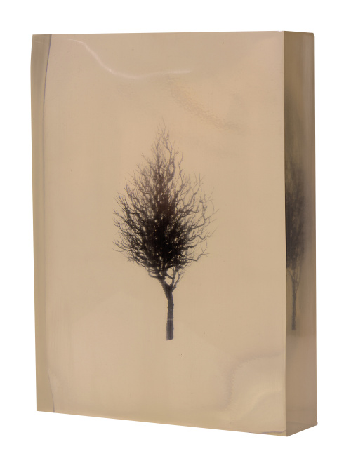 DUSTIN YELLIN (Los Ángeles, 1975)Aperio Rameus, 2005