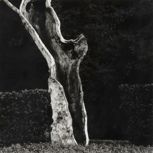 JOAN FONTCUBERTA (Barcelona, 1955) Tronco de árbol