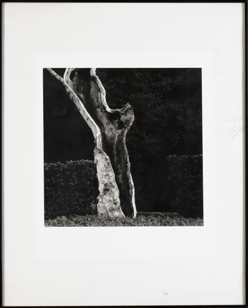 JOAN FONTCUBERTA (Barcelona, 1955) Tronco de árbol